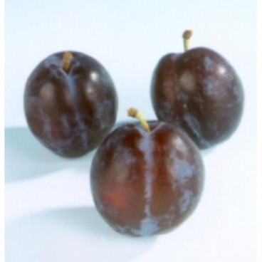 Pruim - Prunus d. 'The Czar'