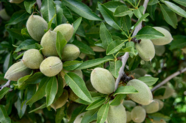 Prunus a. Dulcis - Amandelboom