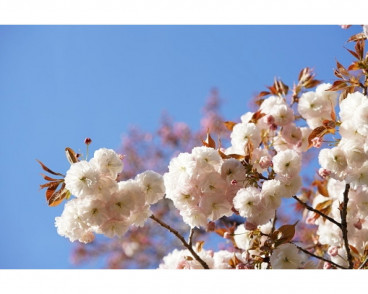 Prunus Fugenzo | Sierkers