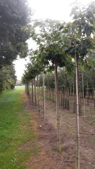 Prunus Fugenzo | Sierkers
