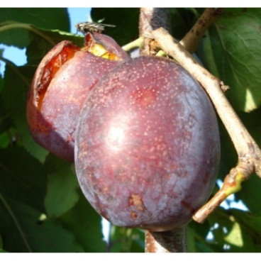 Pruim - Prunus d. 'Jubileum'