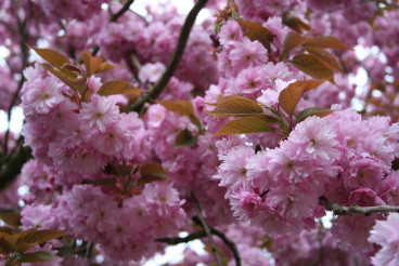 Prunus serrulata 'Kanzan' - Japanse sierkers - boom