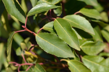 Prunus lusitanica Angustifolia  - Portugese laurier 