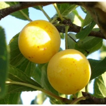 Pruim - Prunus d. 'Mirabelle de Nancy'