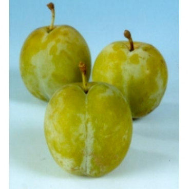 Prunus d. 'Reine Claude d'Oullins' Witte eierpruim