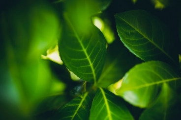 Laurier Rotundifolia - Prunus laurocerasus Rotundifolia