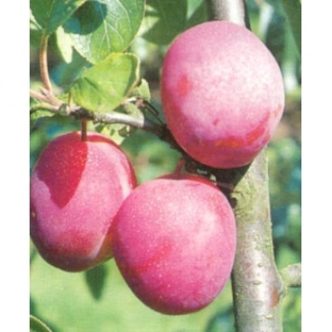 Prunus d. 'Victoria' Rode pruim