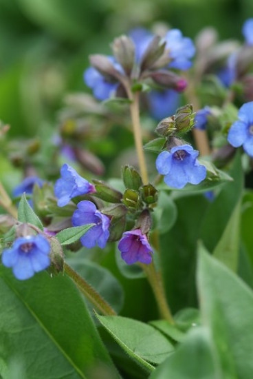 Pulmonaria Blue Ensign- Longkruid