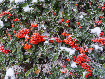 Pyracantha cocc. Red Column - Rode Vuurdoorn