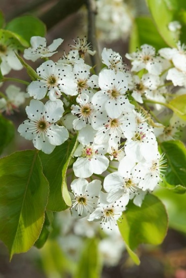 Pyrus calleryana 'Chanticleer' - Sierpeer - boom