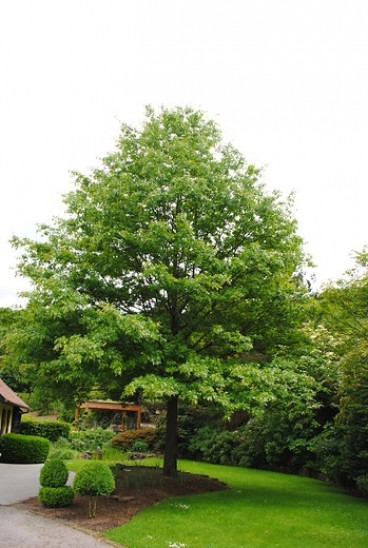 Moeraseik - Quercus palustris - Dakvorm