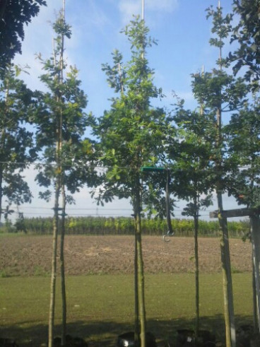 Quercus robur - zomereik - boom