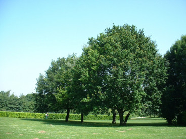 Quercus robur - zomereik - boom