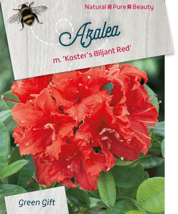 Azalea - Rhododendron 'Kost. Brilliant Red'