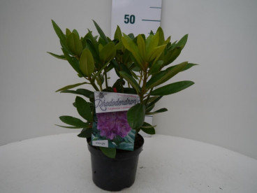 Rhododendron catawbiense Grandiflorum 
