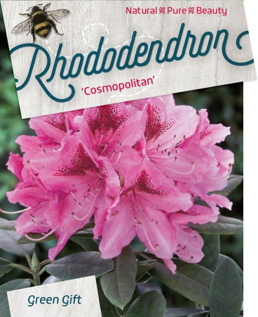 Rhododendron Cosmopolitan