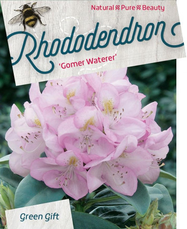 Rhododendron Gomer Waterer