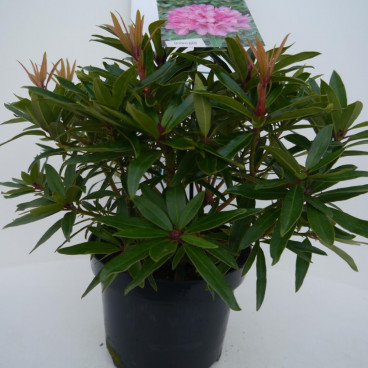 Rhododendron 'Graziella'