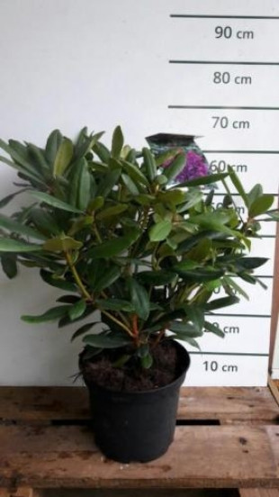 Rhododendron 'Marcel Menard' - Rhododendron