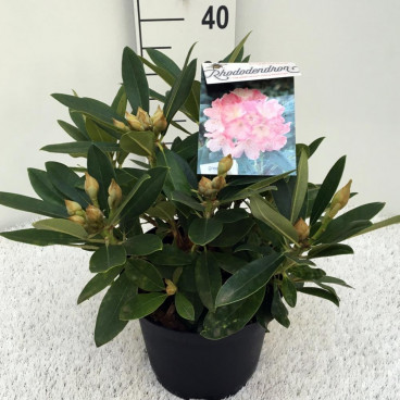 Rhododendron (y) Percy Wiseman