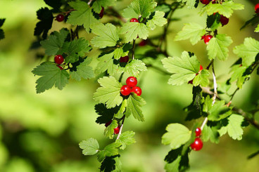 Ribes alpinum - Alpenbes