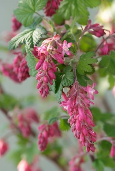 Ribes sanguineum 'King Edward VII' - Ribes