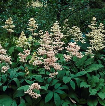 Rodgersia pinnata - Schout bij Nacht