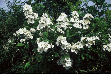 Rosa multiflora - Veelbloemige roos