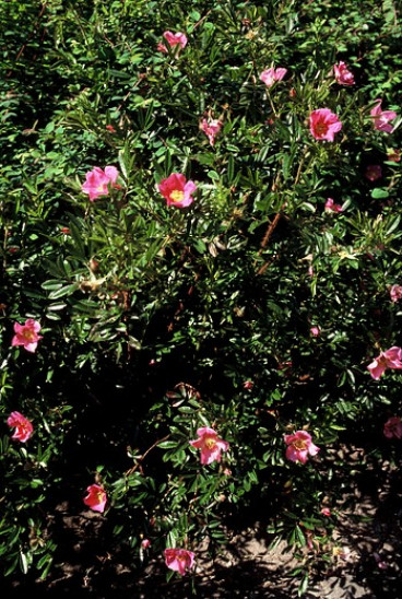 Rosa nitida - Glansroos