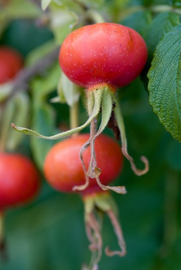 Rosa rugotida - Bottelroos