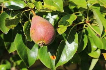 Pyrus c. 'Rote Williams' Handpeer