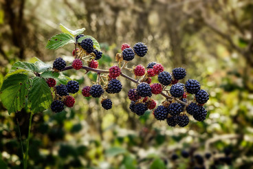 Rubus fruticosus - Gewone braam