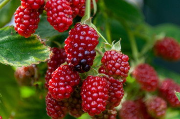 Rubus idaeus - Framboos