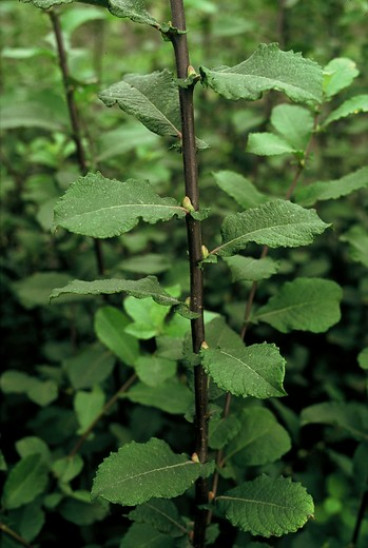 Salix aurita - Geoorde wilg