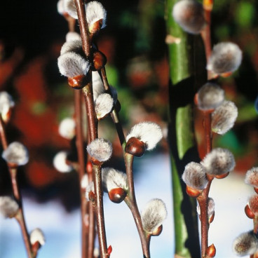 Salix caprea - Boswilg