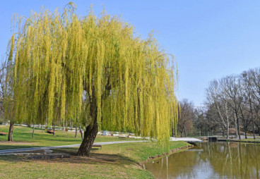 Salix sep. Chrysocoma - Treurwilg