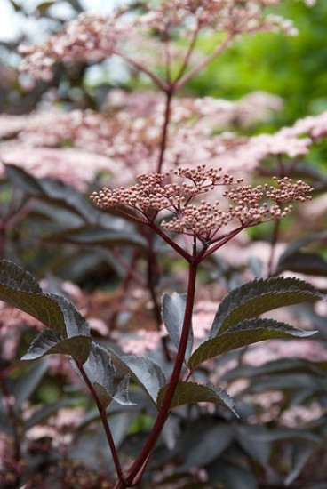 Zwarte vlier - Sambucus nigra Black Lace