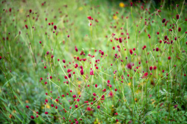 Sanguisorba off. Tanna - Pimpernel