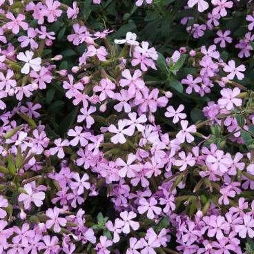 Saponaria olivana - Zeepkruid