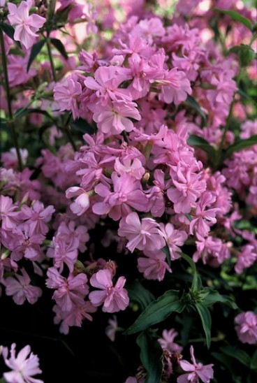 Saponaria ocymoidus - Zeepkruid