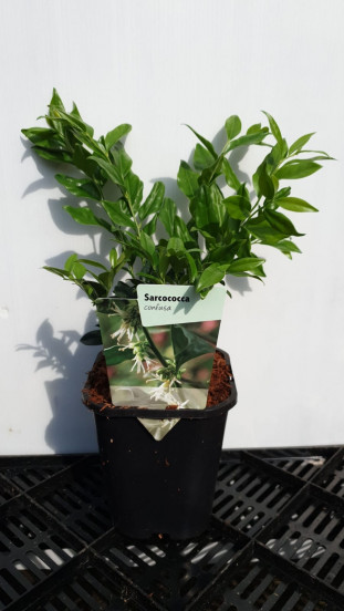 Sarcococca confusa - Vleesbes