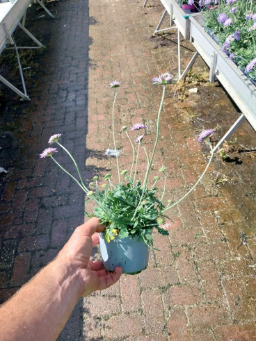 Scabiosa japonica - Duifkruid
