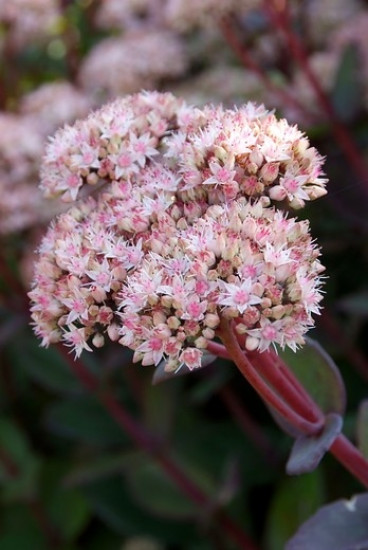 Sedum Matrona - Vetkruid