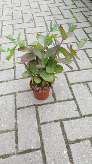 Sedum Matrona - Vetkruid