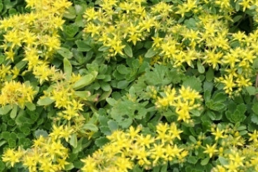 Sedum acre Yellow Queen - Vetkruid