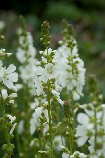 Sidalcea candida Bianca - Griekse Malva