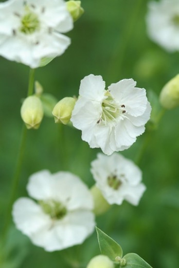 Silene maritima - Lijmkruid