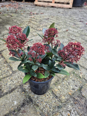 Skimmia japonica Rubella
