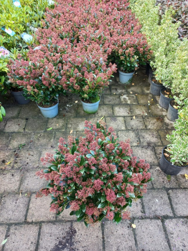 Skimmia japonica Rubella