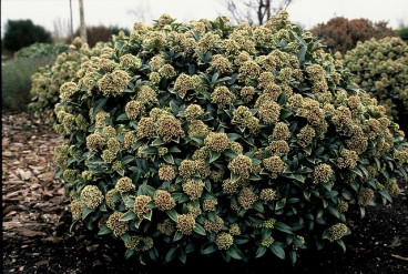 Skimmia japonica 'Fragrant Cloud'